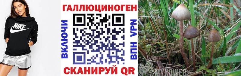 Галлюциногенные грибы GOLDEN TEACHER  купить наркотики сайты  Лаишево 